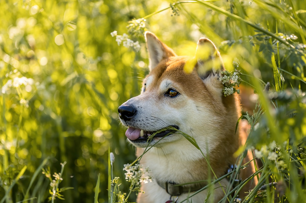 宠蓓萌小知识：柴犬为什么这么倔？