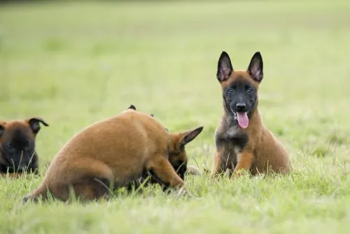 宠蓓萌小知识：怎么区分马犬和德国牧羊犬？